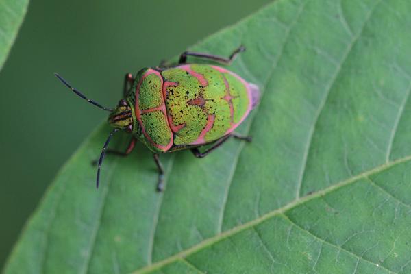 Canon EF 100mm f/2.8L Macro IS USM - kaufen bei Digitec